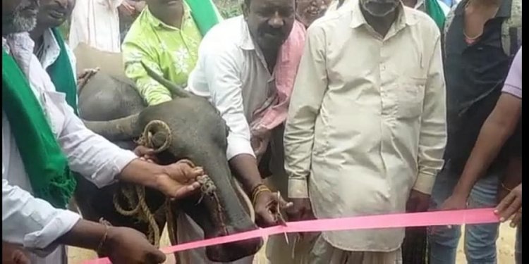 ബസ് കാത്തിരിപ്പ് കേന്ദ്രം ഉദ്ഘാടനം ചെയ്ത് പോത്ത്; കാരണം ഇതാണ്