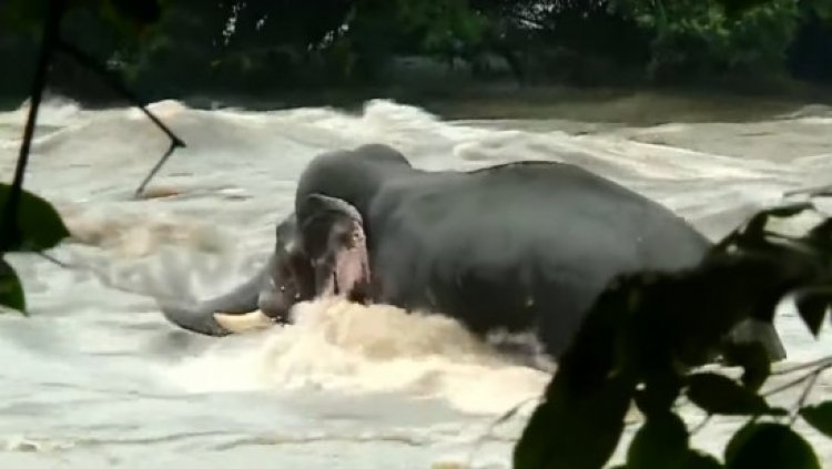 ആന വീണ്ടും പുഴയില്‍ ഇറങ്ങി