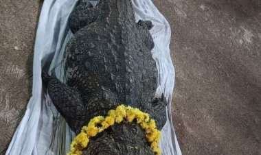അനന്തപുരം ക്ഷേത്രത്തിലെ അത്ഭുത മുതല ബബിയ മരിച്ചു