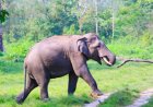 കാട്ടാന ആക്രമണം; പരിക്കേറ്റ തൊഴിലാളി മരിച്ചു ; വയനാട് കാട്ടിക്കുളത്ത് കൃഷിസ്ഥലത്ത് വെച്ചാണ് ആനയുടെ അക്രമം ഉണ്ടായത്.