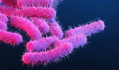 സംസ്ഥാനത്ത് ഭീതി വിതച്ച് ഷിഗെല്ല; ആരോഗ്യ മന്ത്രി ഇന്ന് വയനാട്ടിൽ