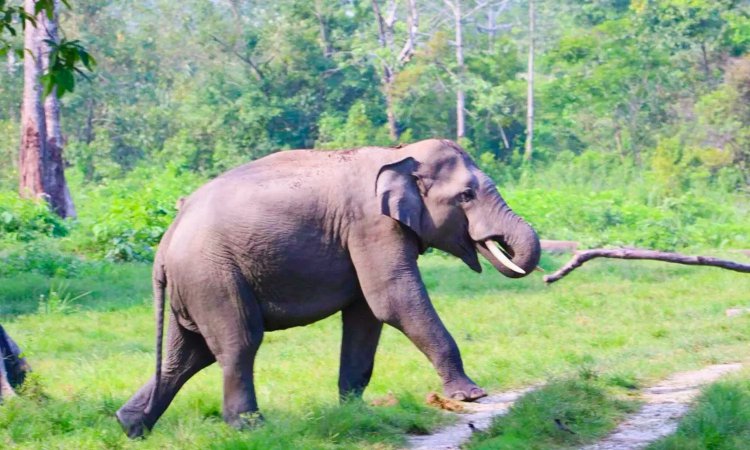 കാട്ടാന ആക്രമണം; പരിക്കേറ്റ തൊഴിലാളി മരിച്ചു ; വയനാട് കാട്ടിക്കുളത്ത് കൃഷിസ്ഥലത്ത് വെച്ചാണ് ആനയുടെ അക്രമം ഉണ്ടായത്.